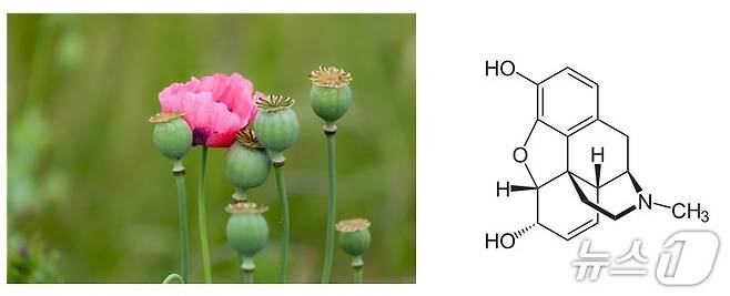 양귀비(왼쪽)와 이로부터 유래한 진통제 성분인 모르핀의 화학구조(오른쪽)