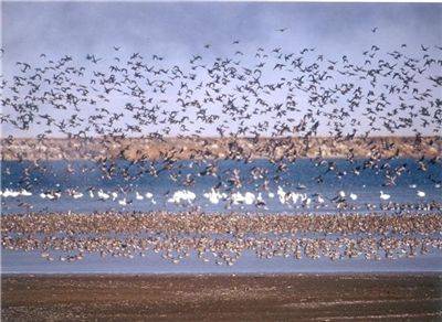 가창오리 수 만 마리가 국내 철새 도래지에서 군집을 이루는 모습. 아시아경제DB