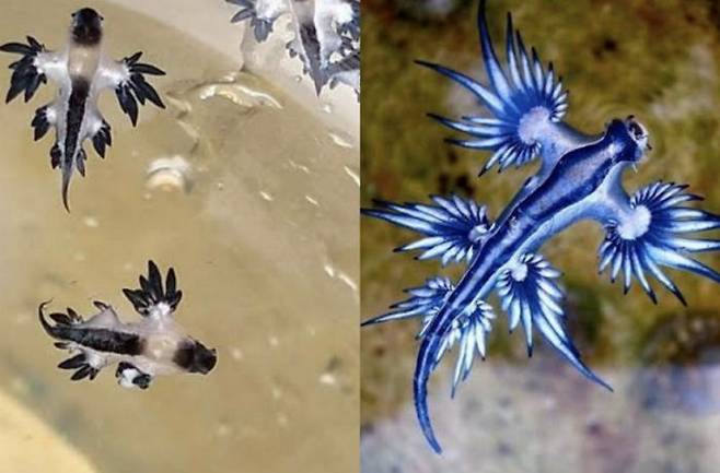 ⓒ방콕포스트 갈무리