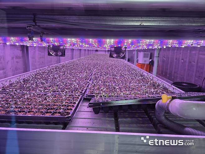 충남 보령 그린몬스터즈 모종 육묘 자동화 시설. (사진=박효주 기자)