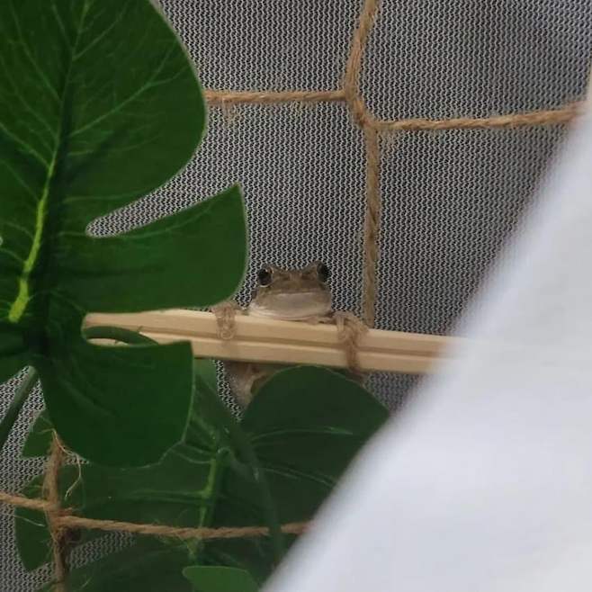 샤인머스캣에서 개구리 나온 사람 ㅋㅋㅋㅋ ...jpg 샤인머스캣에서 개구리 나온 사람 ㅋㅋㅋㅋ ...jpg