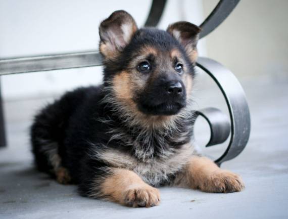 콜롬비아에서 군인 수십 명의 생명을 구하고 한쪽 다리를 잃은 폭발물 탐지견 '삼손'의 사연이 전해졌다. 사진은 삼손과 같은 종의 강아지로, 본 기사 내용과는 무관. [사진=Wallpaper Abyss]