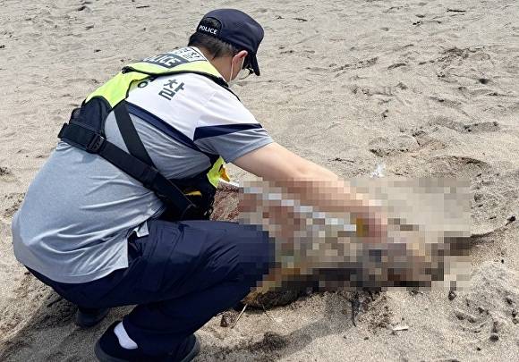 제주해양경찰이 푸른바다거북 사체 크기를 재고 있다. [사진=연합뉴스]