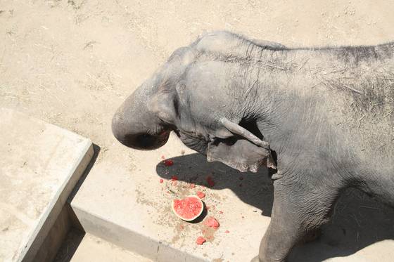 지난 9일 오후 대구 중구 달성공원 동물원에서 코끼리가 얼음 수박을 먹으며 더위를 식히고 있다. 동물원에서는 얼음 특식을 제공하거나 그늘막을 설치해 동물들의 더위나기를 돕는다. 송봉근 기자