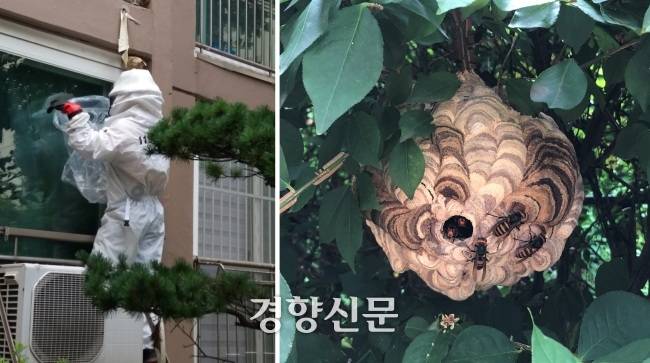 벌집 제거 모습. 경향신문 자료사진