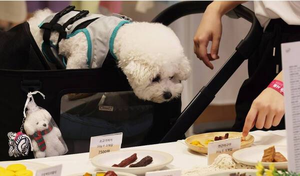 지난해 8월 23일 서울 강남구 코엑스에서 열린 ‘2024 케이펫페어 서울’에서 한 반려견이 간식을 기다리고 있다. 연합뉴스
