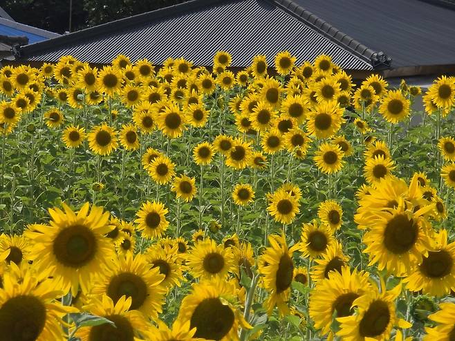 제주 제주시 한립읍 금악리에 펼쳐진 해바라기밭