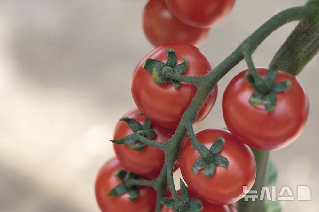 [AP/뉴시스] 미국 상무부가 멕시코산 토마토에 17% 관세를 부과한다고 14일(현지 시간) 발표했다. 멕시코 정부는 부당한 조치라며 반발했다. (사진=뉴시스DB) 2025.07.15.