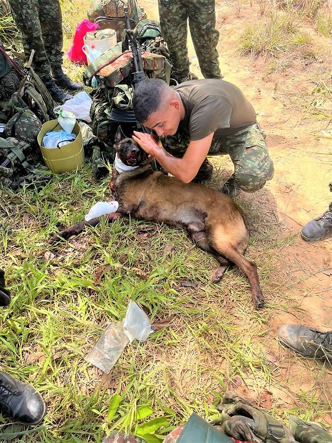 콜롬비아 군인 36명을 구한 '영웅견' 삼손 [콜롬비아 육군 'X' 캡처]