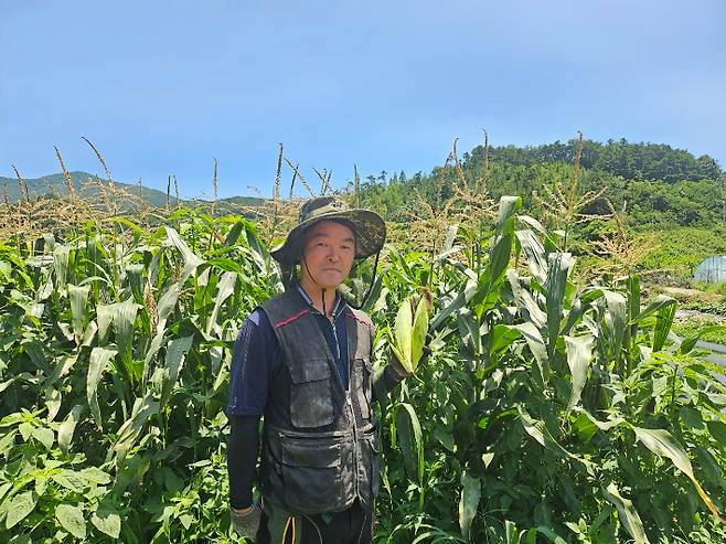 7월 전남 친환경 농산물에 선정된 순천 임석중 농업인의 '유기농 옥수수'. 전라남도 제공