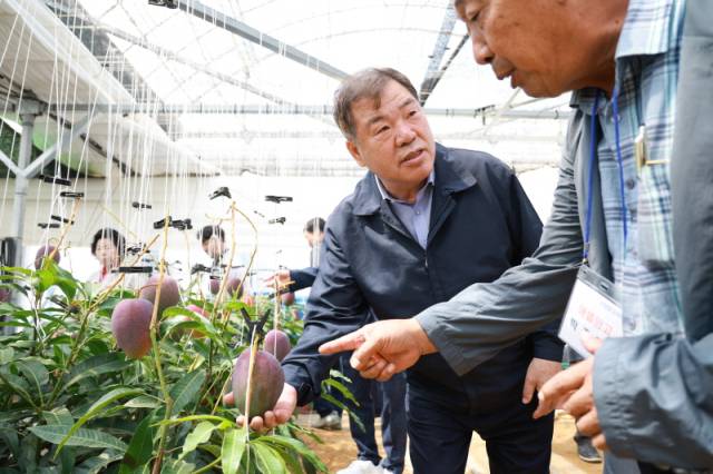 ▲이승화 산청군수가 신소득 작물 애플망고 농가를 방문했다. ⓒ산청군