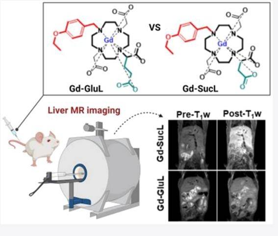 거대고리형 MRI 간특이 조영제(Gd-SucL)를 쥐에 투여한 결과 [팜젠사이언스 제공]