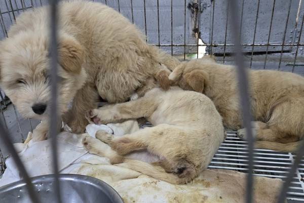 최근 인천수의사회가 위탁 운영하는 유기동물보호소에서 유기견들이 취약한 보호시설에 방치돼 있다. 사진=시민단체 제공