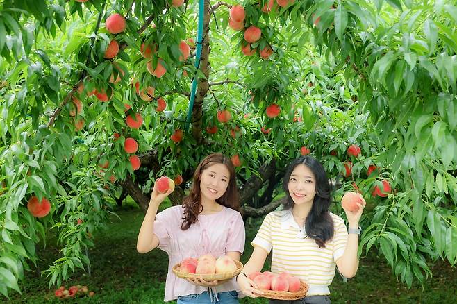 여름상품인 청도 복숭아 대월품이 출하를 준비하고 있다. /청도군 제공