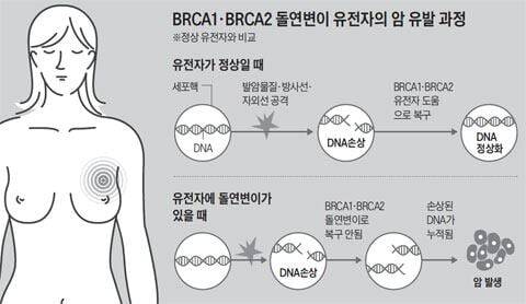 우리 몸의 DNA는 자외선·발암물질·방사선 등에 의해 손상이 되면 자연스럽게 정상으로 복구된다. 손상된 DNA를 복구시키는 유전자가 바로 BRCA1, BRCA2유전자이다. 그러나 해당 유전자 변이가 있는 사람은 손상된 DNA를 다시 고치지 못하고, 쌓이면서 암으로 이어지게 된다. /그래픽=조선DB