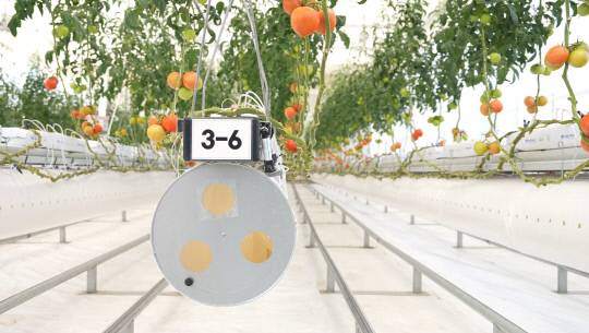 한국기계연구원은 전북 전주시 농촌진흥청 국립농업과학원 내 실증 200평 규모 온실에서 '온실 3중 열병합발전 시스템'을 적용해 토마토를 6개월간 재배하고 있다. 한국기계연구원 제공