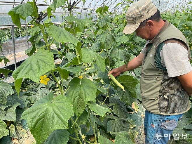 13일 충남 아산 지역 최고기온이 35도에 육박한 가운데 이종대 씨가 메마른 오이를 보며 한숨을 내쉬고 있다. 이정훈 기자 jh89@donga.com