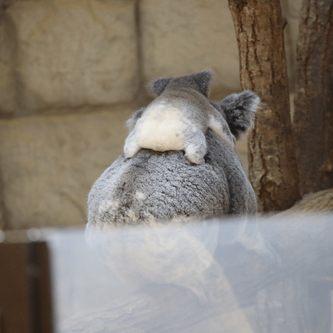 0c174c237c3e8a930ff61511a8480101078c9c5e.png 아기 코알라 궁둥이 본 사람?.jpg ㅋㅋㅋ