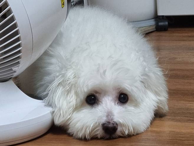 1000017930.jpg 우리집 강아지가 컴퓨터 그만하라는데?