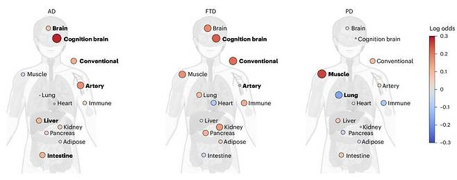 장기 노화의 정도(생체 연령과 실제 연령의 격차)와 알츠하이머병(AD), 전두측두엽 치매(FTD), 파킨슨병(PD)과의 연관성을 보여주는 그림. 빨간색은 장기의 노화 정도가 질병과 양의 연관성이 있음을, 파란색은 음의 연관성이 있음을 나타낸다. 크기가 큰 원은 연관성 또는 중요도가 크다는 것을 뜻한다. Nature Medicine