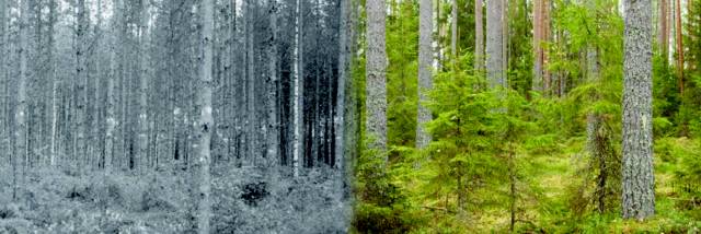 핀란드 파다스요키 지역 숲의 한 구역에서 핀란드 국책연구기관 자연자원연구원 (Luke)의 전신인 산림연구소가 1954년에 실시한 간벌구 실험 지역에 대한 산림 모니터링(왼쪽 사진)과 2023년까지 69년 간 연구를 진행한 간벌구 산림 모니터링.&nbsp;자연자원연구원 Luke 제공