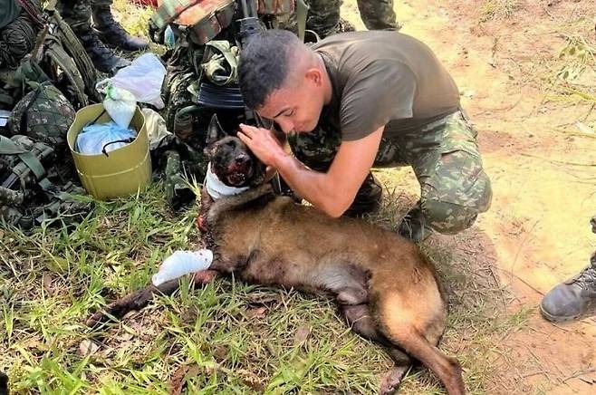 콜롬비아군 폭발물 탐지견 삼손이.[엑스(X·옛 트위터)]