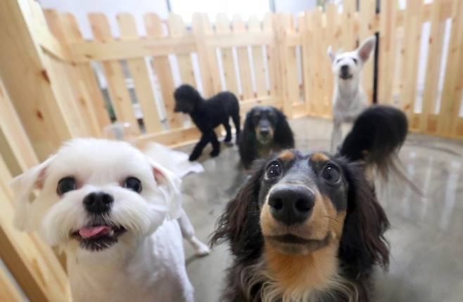 놀이터의 반려견들 [연합]