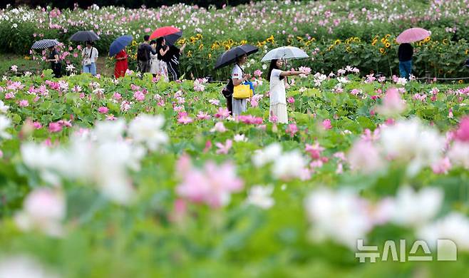 [경주=뉴시스] 이무열 기자 = 비가 내리다 그치기를 반복한 16일 경북 경주 동궁과 월지 연꽃단지를 찾은 관광객들이 연꽃향을 맡으며 우중 산책을 즐기고 있다. 2025.07.16. lmy@newsis.com