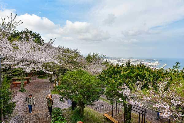 벚꽃 만발한 사라봉의 봄.