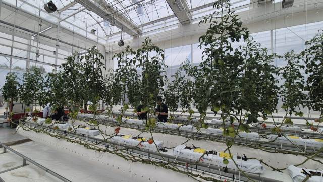 15일 전북 전주시 농촌진흥청 국립농업과학원 내 한국기계연구원 스마트 온실 실증시설에서 토마토가 자라고 있다. 김윤수 기자