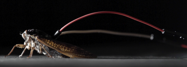 일본 쓰쿠바대 연구진이 개발한 ‘곤충·컴퓨터 하이브리드 스피커’ 장치를 매미 발성기관에 연결해 음악을 연주하는 모습. 아카이브 논문 캡처