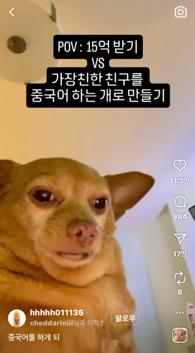 ‘중국어하는 개’ 밈. 인스타그램 계정 hhhhh011136 갈무리