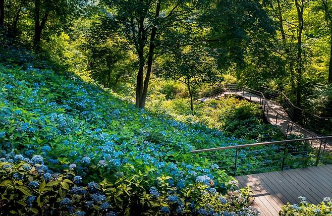 여름에 만개하는 7만여본 수국이 군락을 이룬 ‘수국원’. 모노레일 3승강장 근처여서 하산길에 돌아볼 수 있다   사진제공｜곤지암리조트