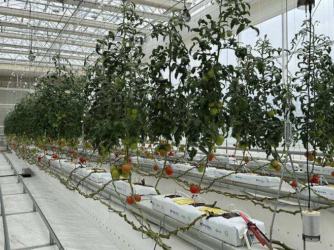 기계연 연구진이 개발한 신재생에너지 복합열원을 실증 중인 전북 국립농업과학원 내 스마트온실에 토마토가 매달려 있다. 사진=임효인 기자