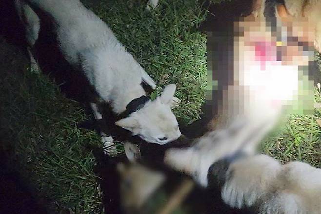 A씨 등이 진돗개를 풀어 노루를 물어 뜯도록 한 모습. (사진=제주자치경찰단)