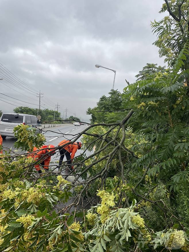 17일 오전 11시 13분께 전북 전주시 덕진구 한 도로에 나무가 쓰러져 소방대원들이 안전조치를 하고 있다.(전북소방 제공. 재판매 및 DB금지) ⓒ News1 장수인 기자