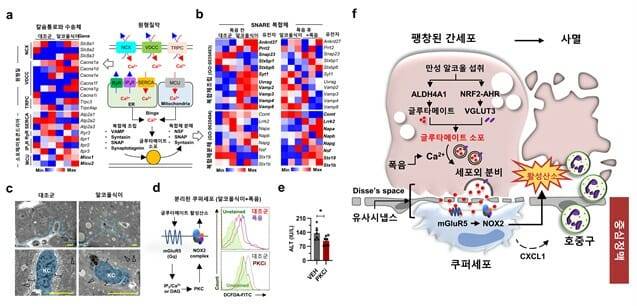음주 시 칼슘 수송체와 단백질 복합체의 발현 변화 확인 그림.(자료=KAIST)