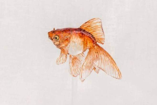 2bee8777bdd06ba33bed83e64e827d3ea08c43d3baa1f877a5ba8ea1c8070467624bd1f404d502459c109cd8309b28f959cc96e8ca9182