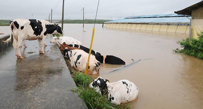 기록적인 폭우가 내린 17일 충남 예산군 고덕면 용리에서 침수된 우사에서 소들이 탈출하고 있다. 2025.7.17 (예산=뉴스1)
