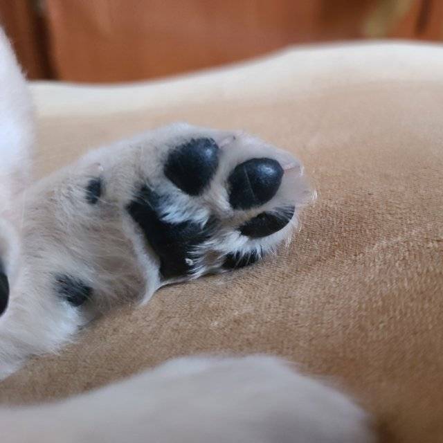 KakaoTalk_20250717_143301406_06.jpg 우리집 인절미 보고 가실래요?