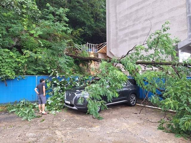 ▲ 호우로 인해 지난 16일 오후 5시 50분 홍천 서면 모곡리에서 나무가 트럭과 suv차량 위로 전도됐다. 홍천소방서 제공.