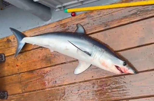▲ 17일 대진항 동방 3km 해상에서 잡은 어린 상어.