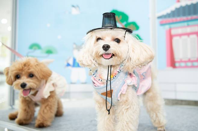 ‘2025 대한민국 펫캉스’가 오는 25일부터 27일까지 경북 구미시 구미코에서 열린다. 사진은 지난해 행사 모습. 구미시청 제공