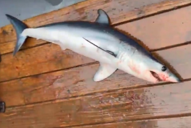 고성에서 잡힌 청상아리. [사진 = 속초해경]