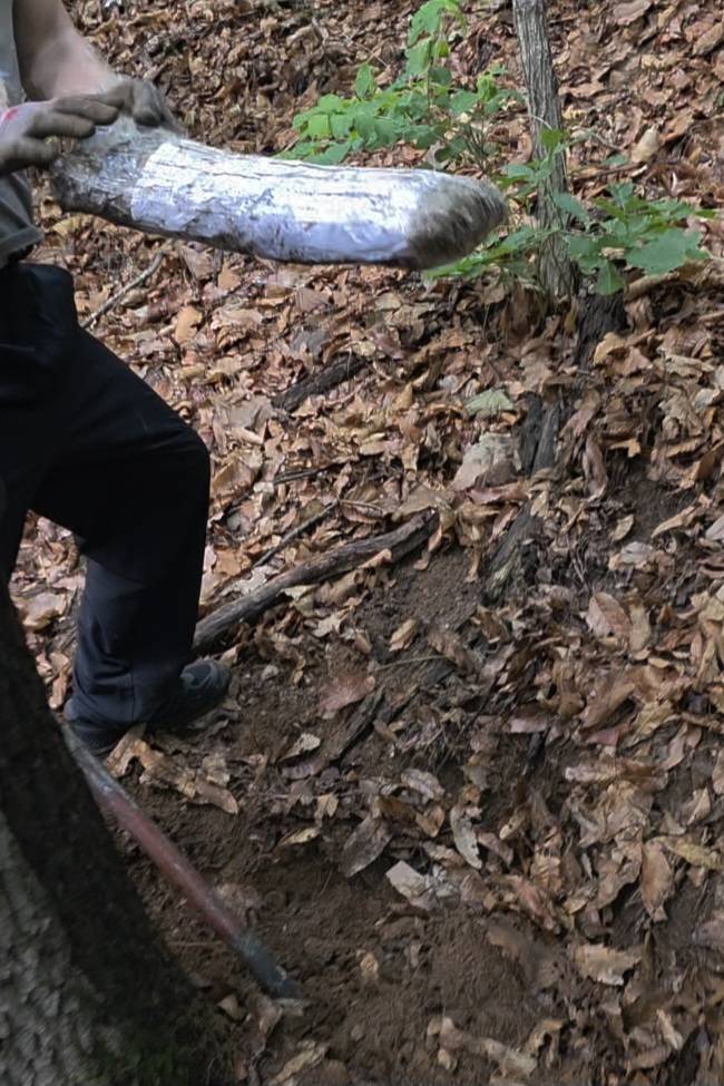 서울 광진경찰서 강력2팀이 지난 5월29일 한 마약 유통책이 경기 성남 야산에 묻어둔 대마를 찾아내는 장면. 강력2팀은 해당 마약 유통책을 검거하면서 한국인 여성 마약 유통책과 국내에 마약을 밀반입한 태국인 3명까지 총 5명을 연이어 검거했다. /사진=서울 광진경찰서 강력2팀 제공.