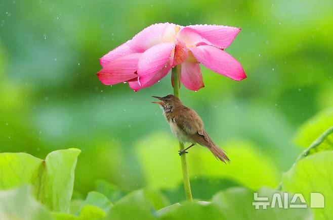 [창원=뉴시스] 여름 철새 개개비가 지난 16일 경남 창원시 의창구 동읍 주남저수지의 연꽃 아래에서 폭우를 피하고 있다.(사진=최종수 경남도 주무관 제공)2023.07.17. photo@newsis.com