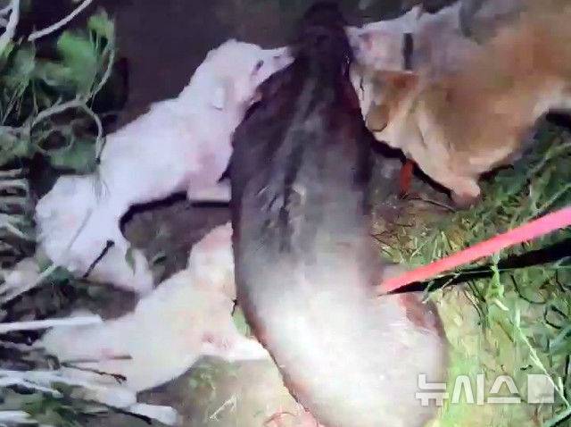 [제주=뉴시스] 제주자치경찰단이 야생동물을 잔혹하게 사냥한 30대 2명을 구속했다. 사진은 피의자들이 특수 제작한 창을 이용해 맷돼지 심장 부근을 찌르는 모습. (사진=제주자치경찰단 제공) 2025.05.19. photo@newsis.com