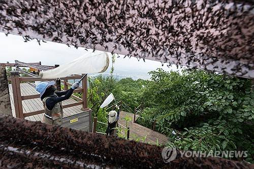러브버그 방제 작업하는 환경부 직원들 [환경부 제공. 재판매 및 DB 금지]