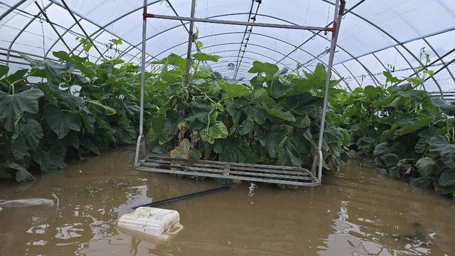 수확이 한창인 애호박이 16~17일 내린 집중호우로 인해 흙탕물에 잠겨 있다.