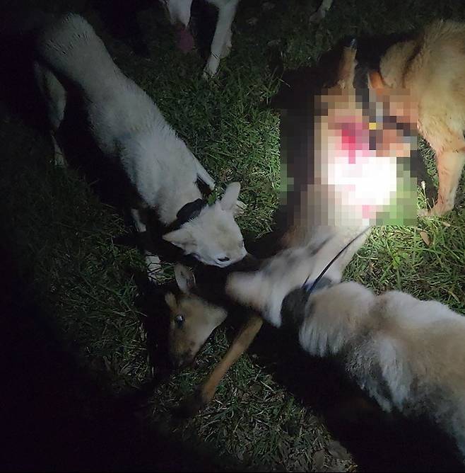 진돗개들이 노루를 물어뜯는 장면. 제주도 자치경찰단 제공